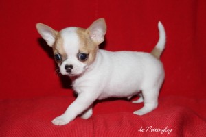 le port de la queue bien haut un petit chihuahua bien dans sa tête