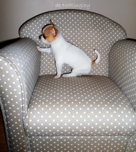 réaction d'un petit chihuahua en l'absence de ses maîtres