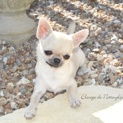 mâle-chihuahua-mini Mâle reproducteur à notre élevage.