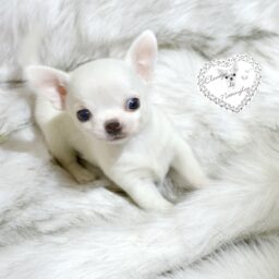 petit chiot de 2018