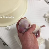 mise-bas-chihuahua