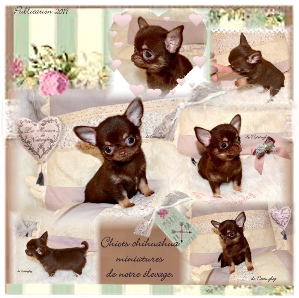 Chiot Chihuahua Miniature élevage De Chihuahua Mini De