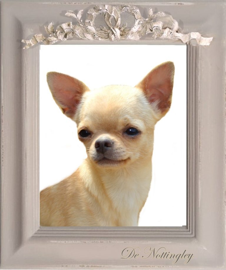Chien chihuahua miniature, élevage de chihuahua proche de Paris : de ...