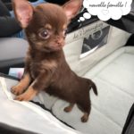 adopté un chihuahua un acte sérieux