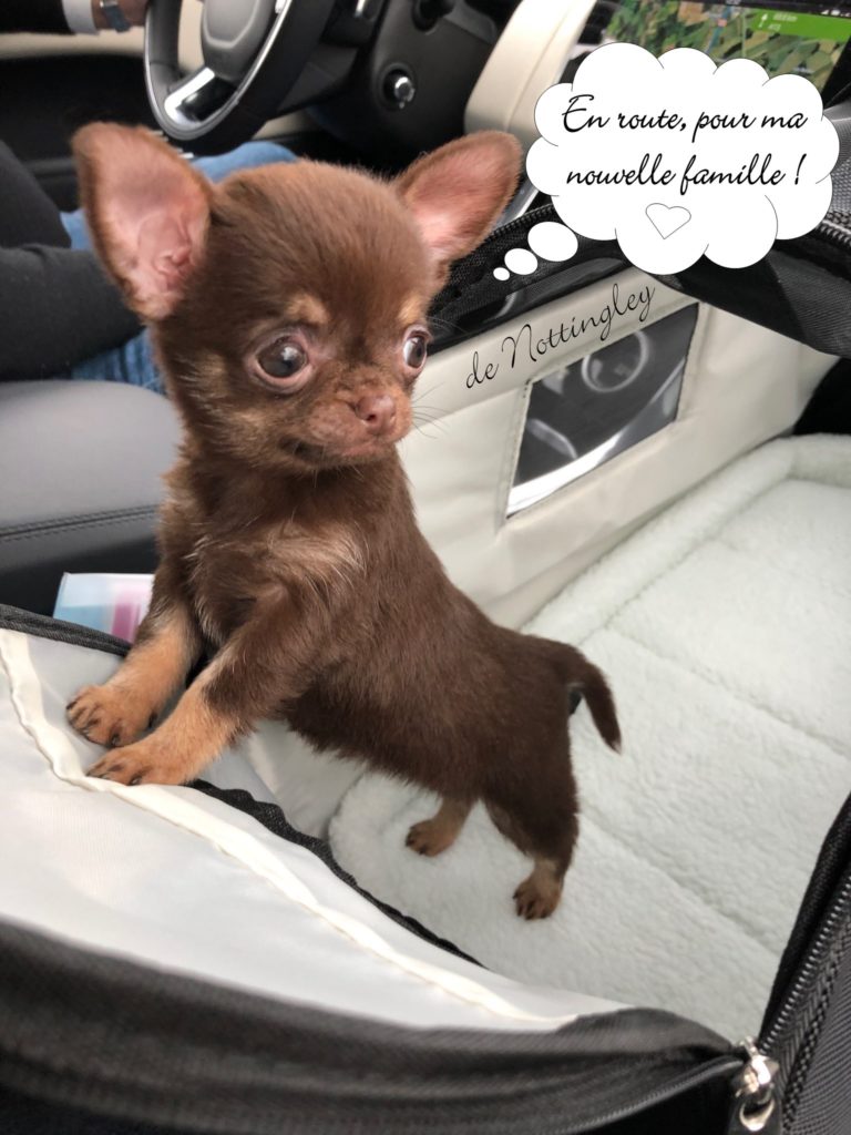 adopté un chihuahua un acte sérieux