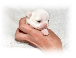 Reproduction Gestation Et Naissance Du Chihuahua Elevage Chihuahua