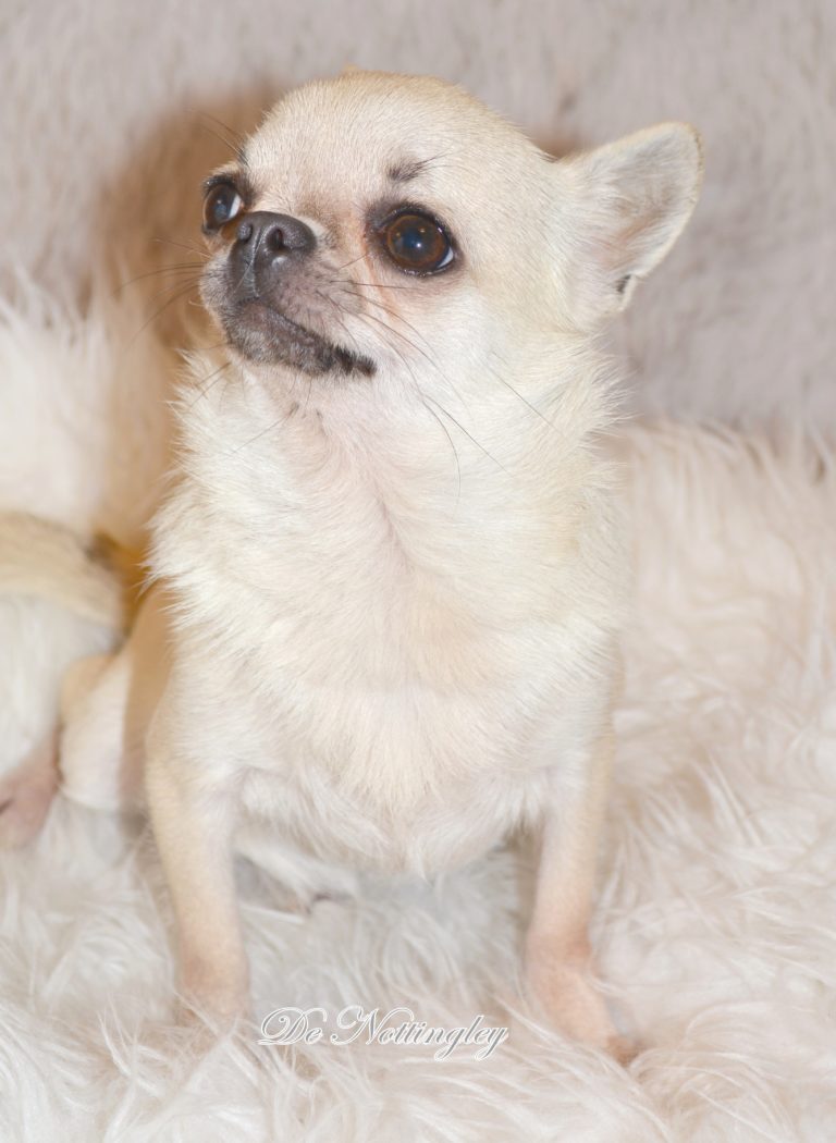 Adopter un chihuahua ? Adoption dans notre élevage de Chihuahua