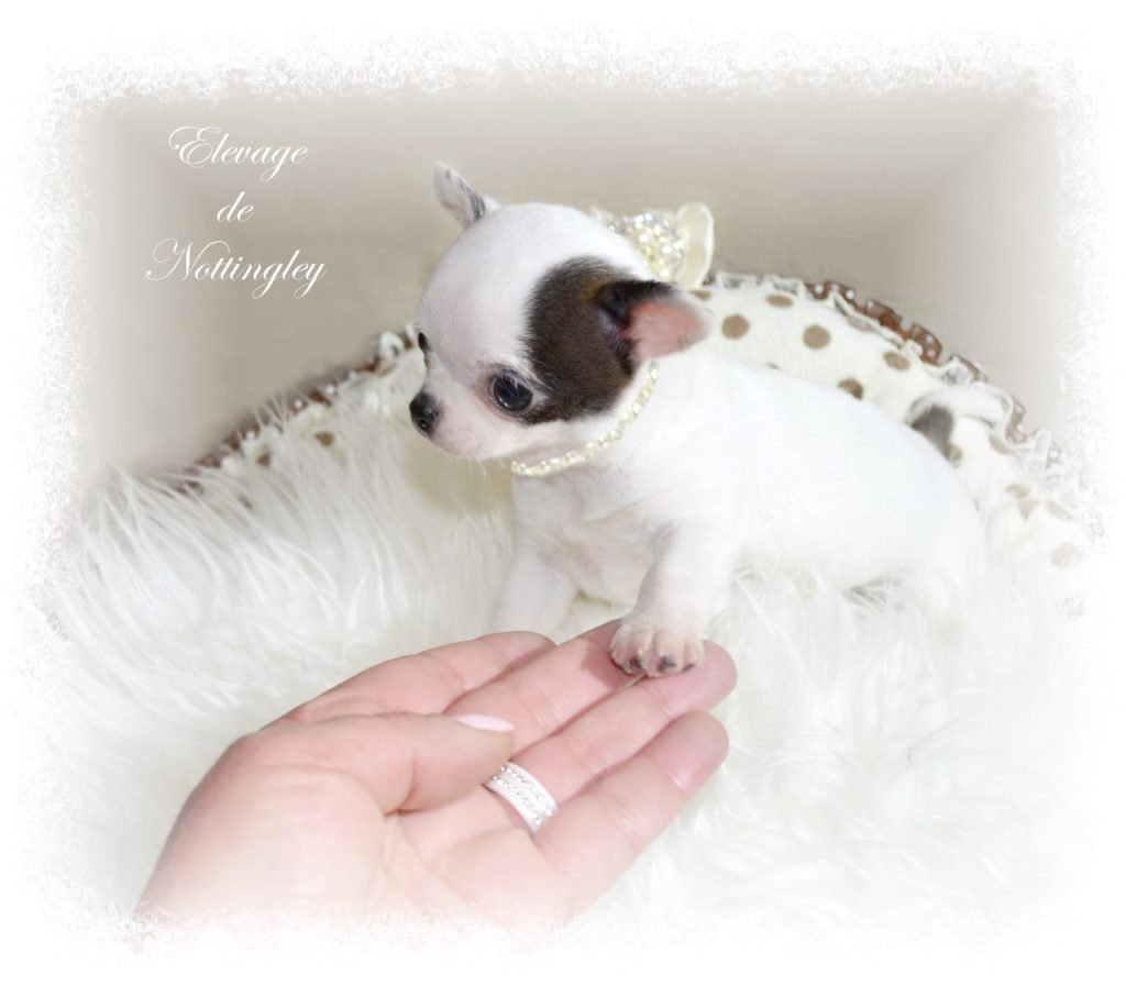Adopter un chihuahua ? Adoption dans notre élevage de Chihuahua