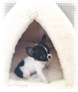 le mini chihuahua lof a adopter