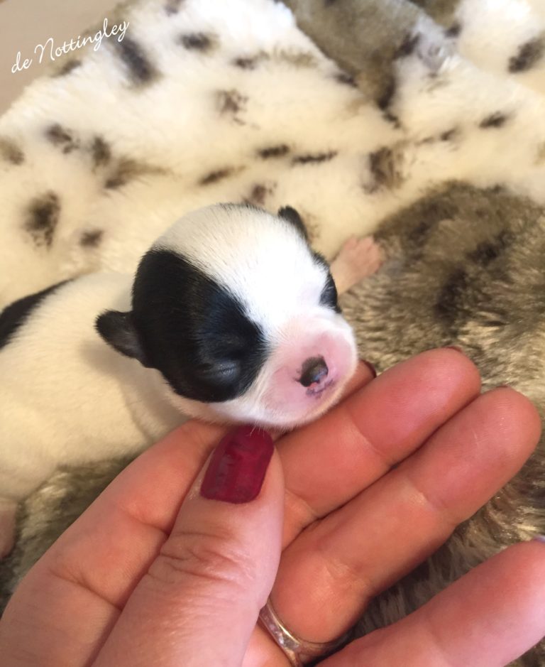 Adopter un chihuahua ? Adoption dans notre élevage de Chihuahua
