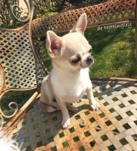 l'adoption d'un chihuahua adulte est possible à l'élevage de nottingley