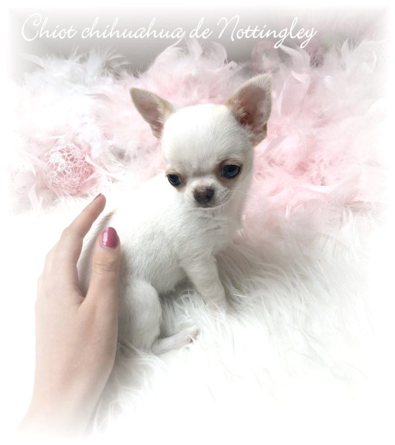 Adopter un chihuahua ? Adoption dans notre élevage de Chihuahua