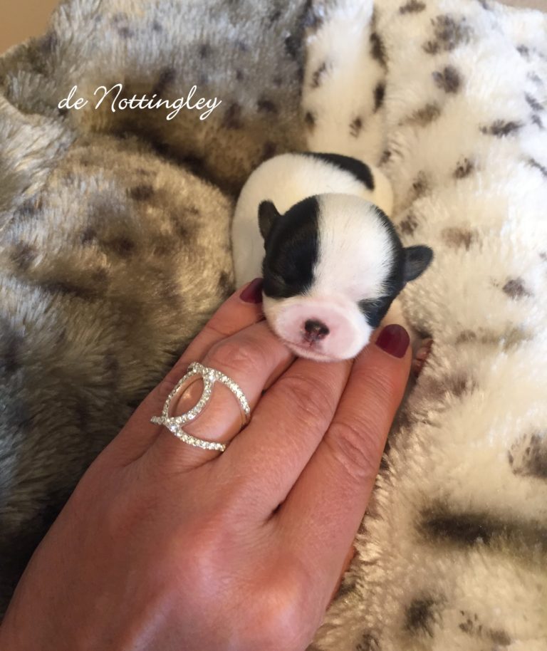 Adopter un chihuahua ? Adoption dans notre élevage de Chihuahua