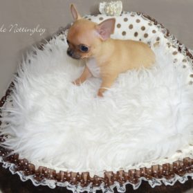 comment adopter un petit chien chihuahua