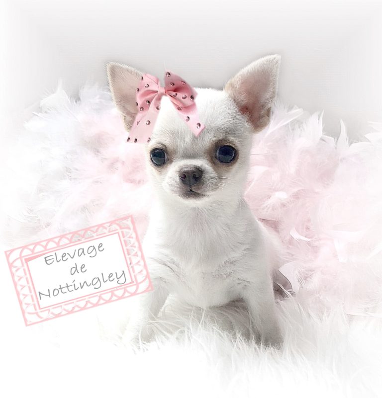 Eleveur de chihuahua, vente de chiot chihuahua LOF : élevage De Nottingley