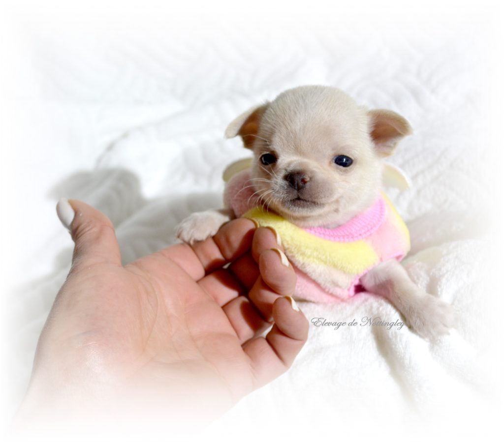 Chiot Chihuahua Chien A Vendre Vente De Chiots Chihuahua De Nottingley