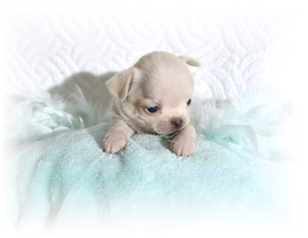 Chiot Chihuahua Chien A Vendre Vente De Chiots Chihuahua De Nottingley