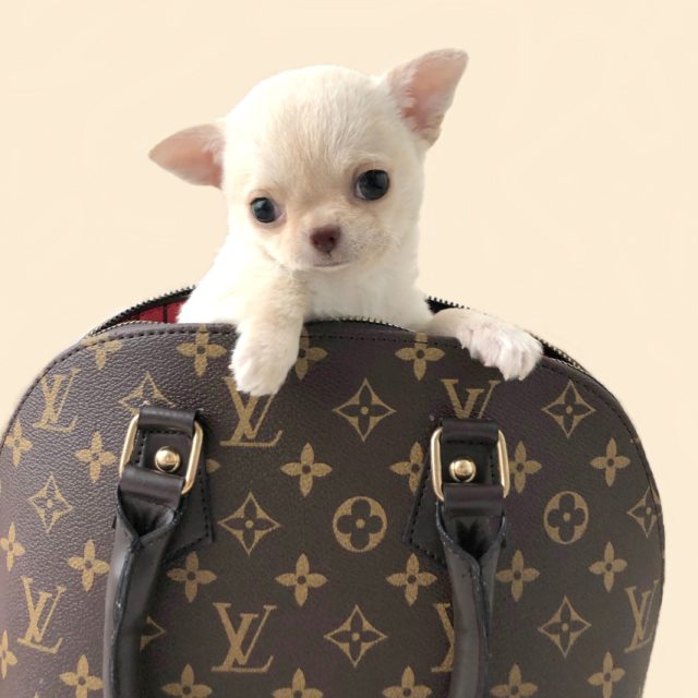 chihuahua dans un petit sac Vuitton