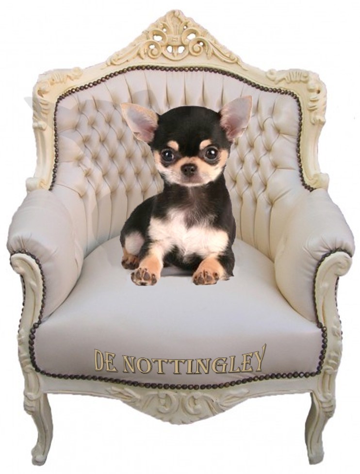 Les chihuahuas tricolores - Elevage Chihuahua