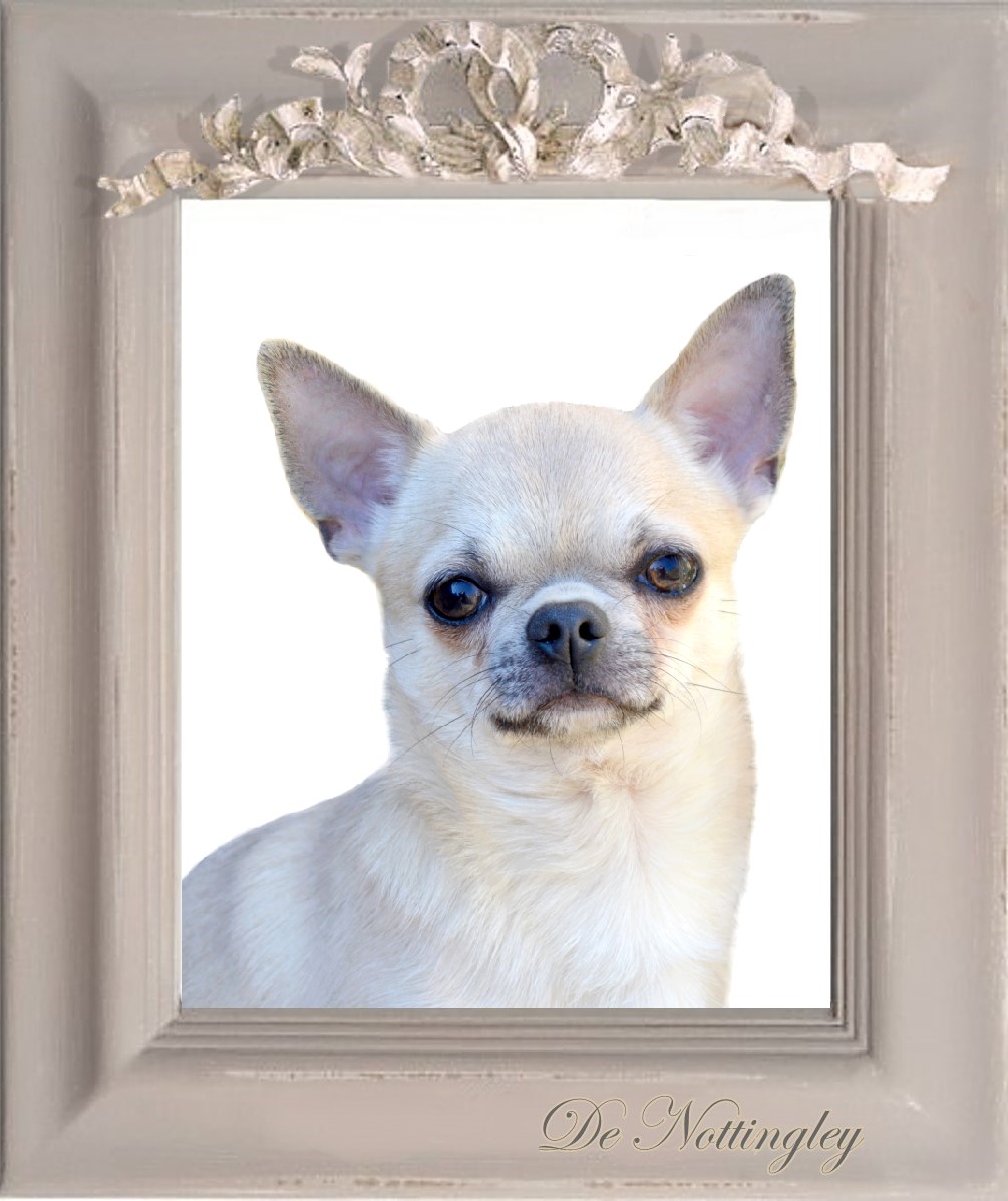 chihuahua lof poil court