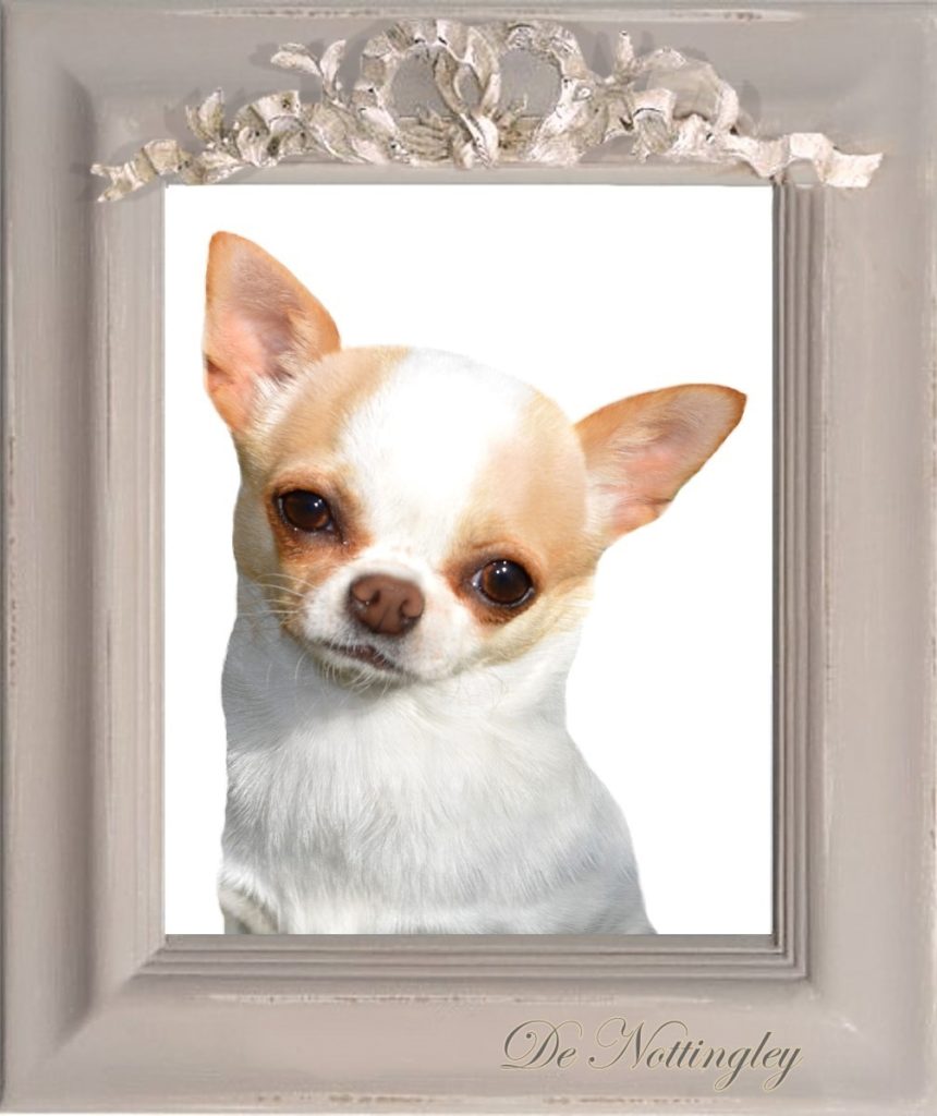 petit chihuahua lof au poil court