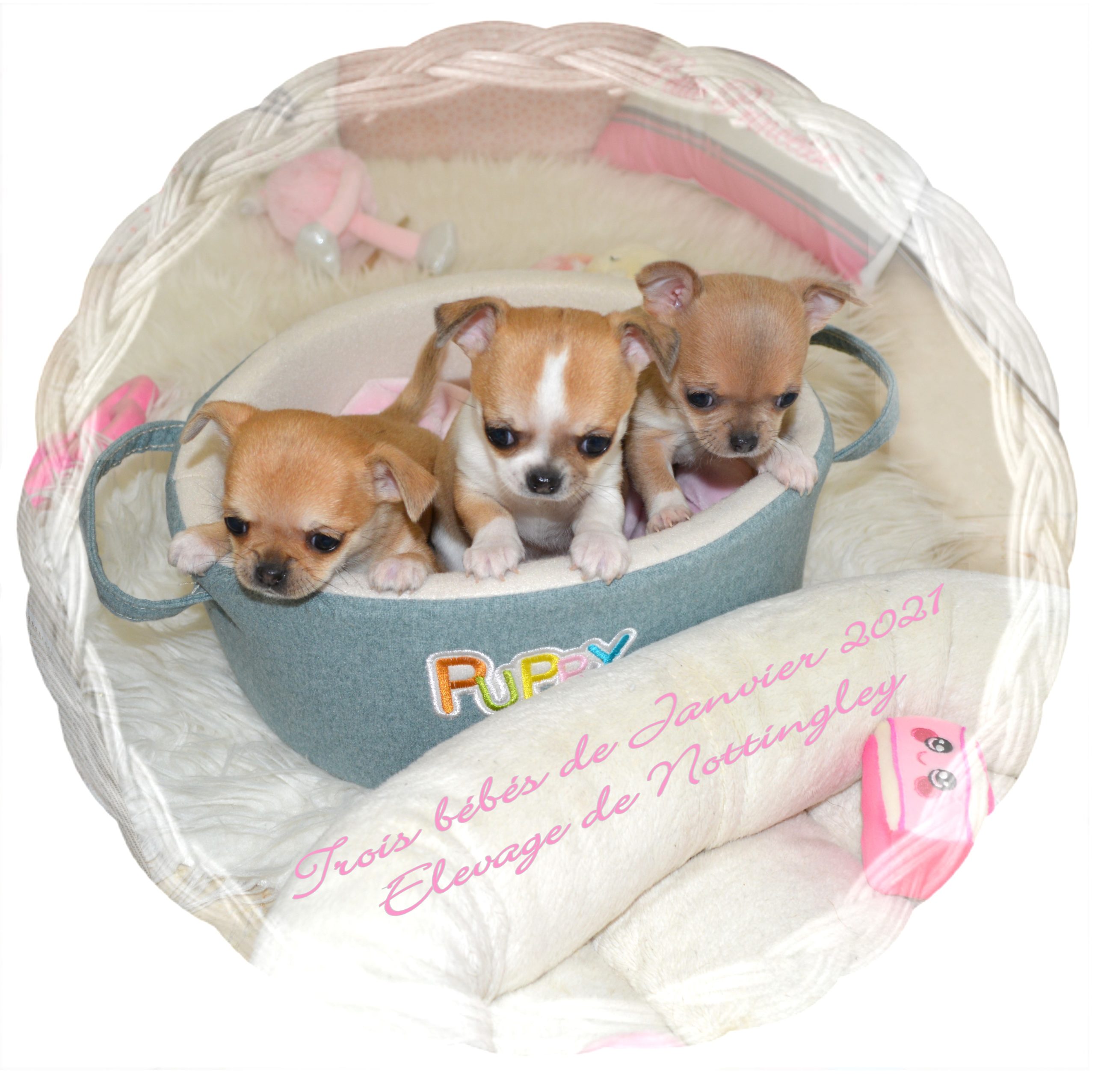 Adopter Un Chihuahua Adoption Dans Notre Elevage De Chihuahua