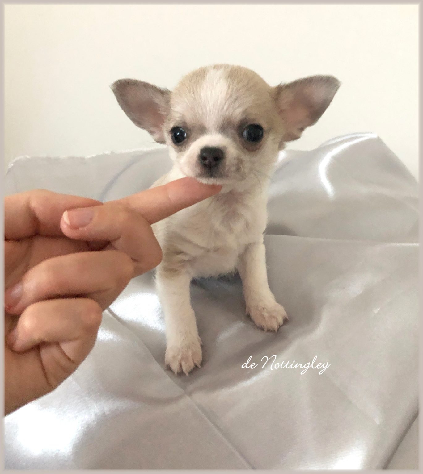 Chiot chihuahua miniature, élevage de chihuahua mini : de Nottingley