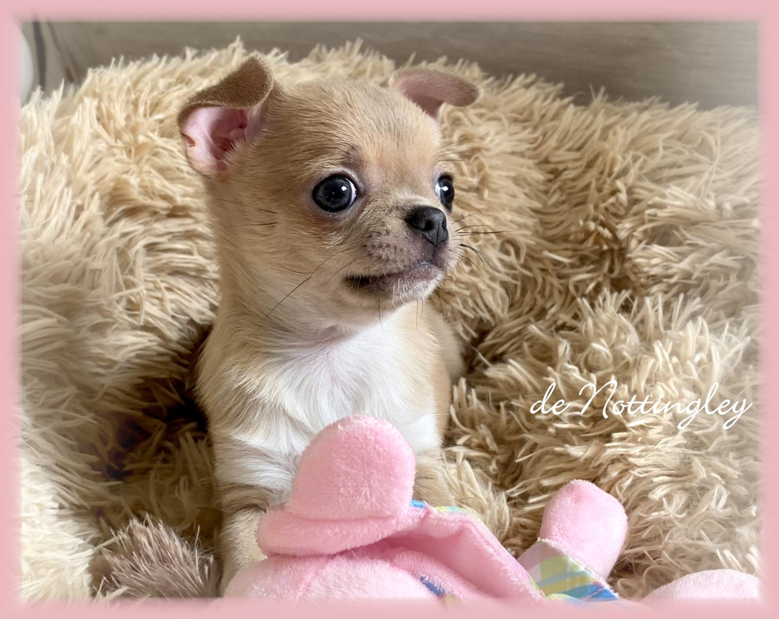 Adopter un chihuahua ? Adoption dans notre élevage de Chihuahua