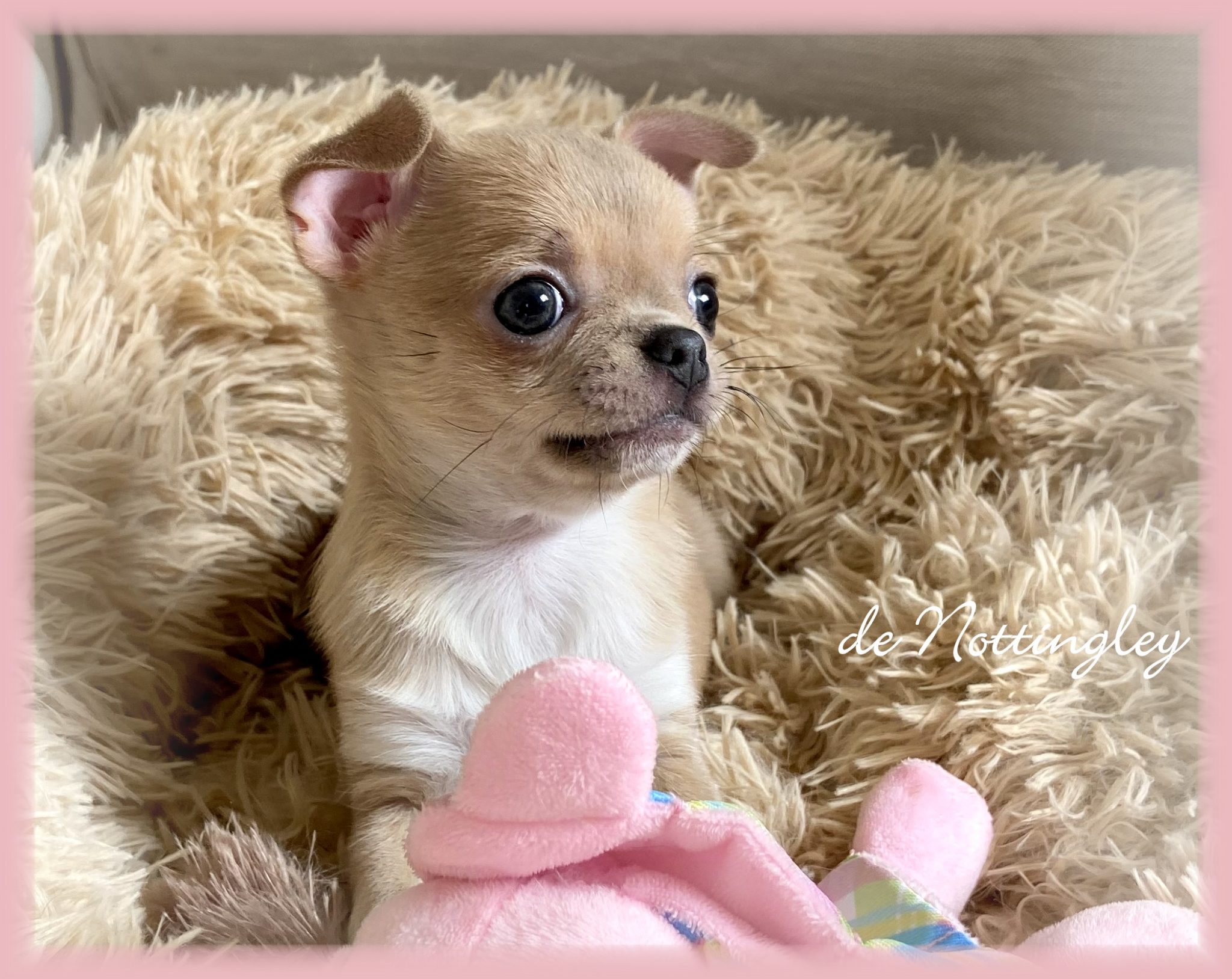 Adopter un chihuahua ? Adoption dans notre élevage de Chihuahua