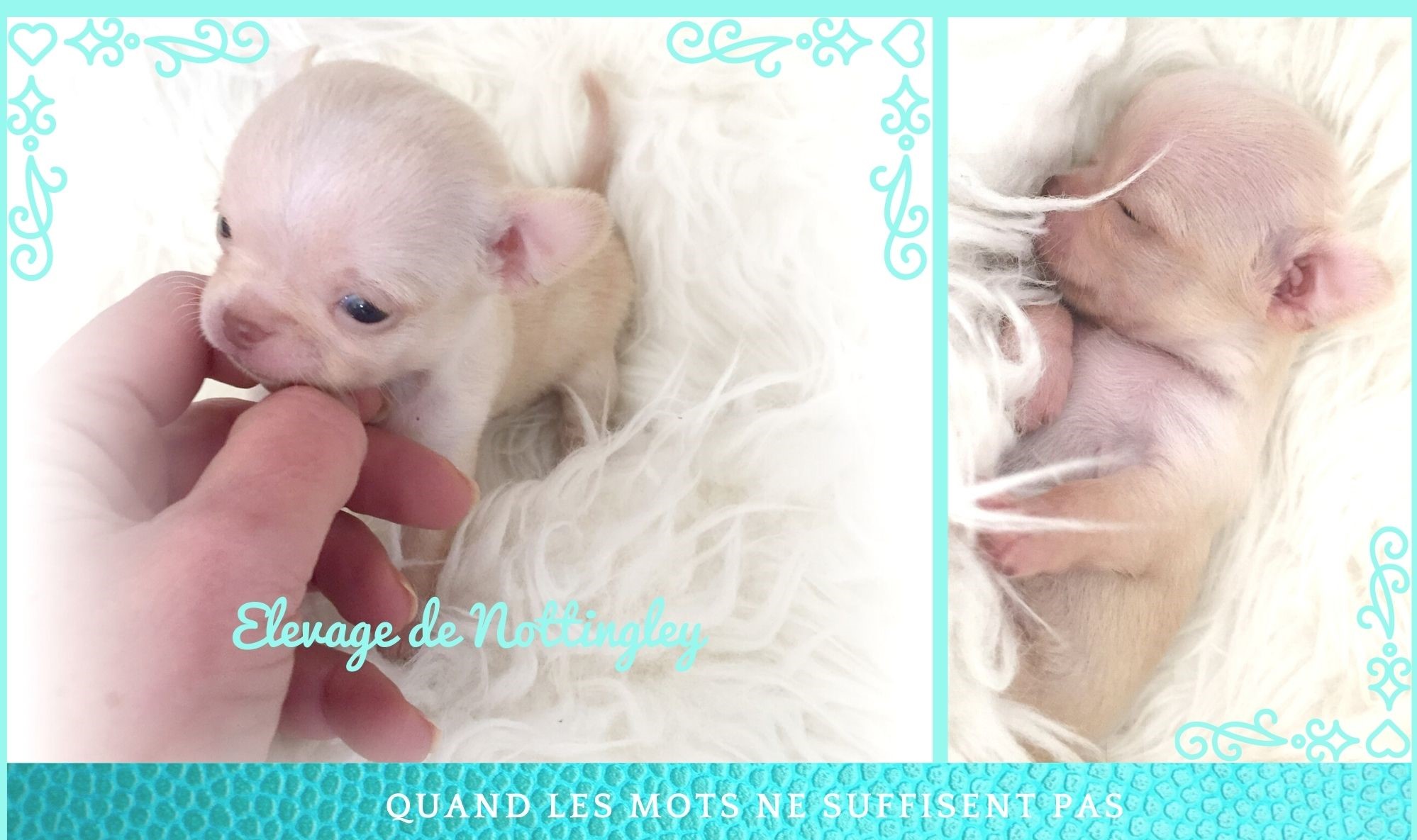 Adopter un chihuahua ? Adoption dans notre élevage de Chihuahua