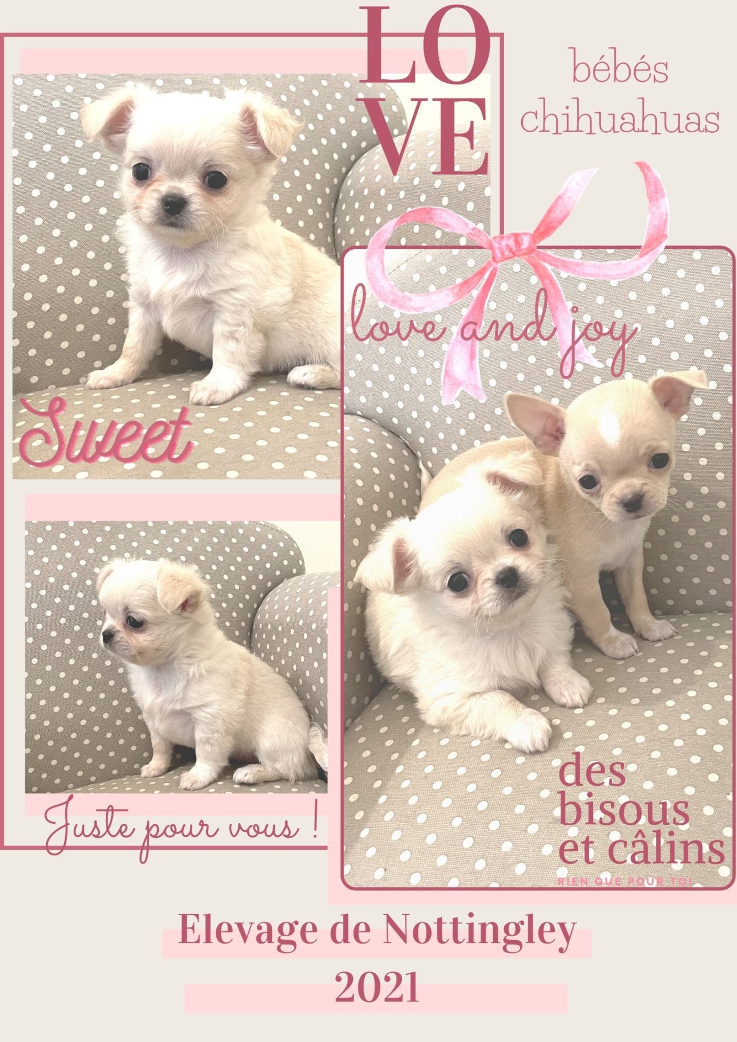 Adopter un chihuahua ? Adoption dans notre élevage de Chihuahua
