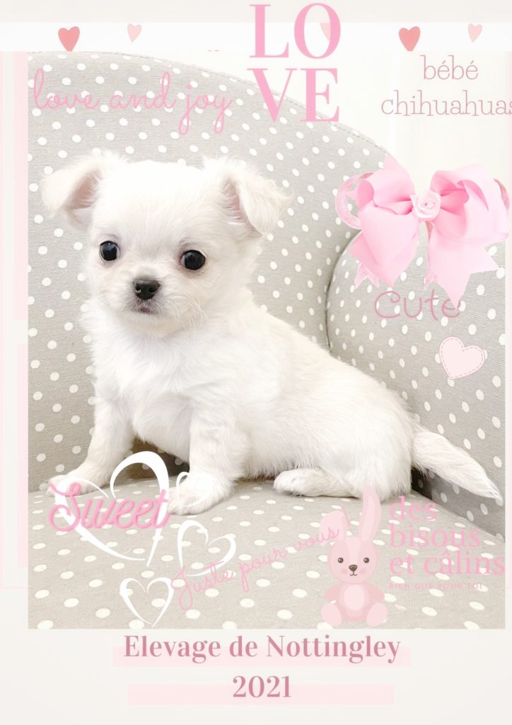 ➤ Eleveur de chihuahua, vente de chiot chihuahua LOF : élevage De 