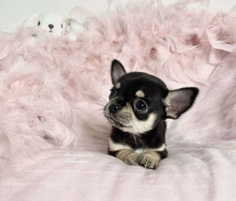 Eleveur de chihuahua, vente de chiot chihuahua LOF : élevage De Nottingley
