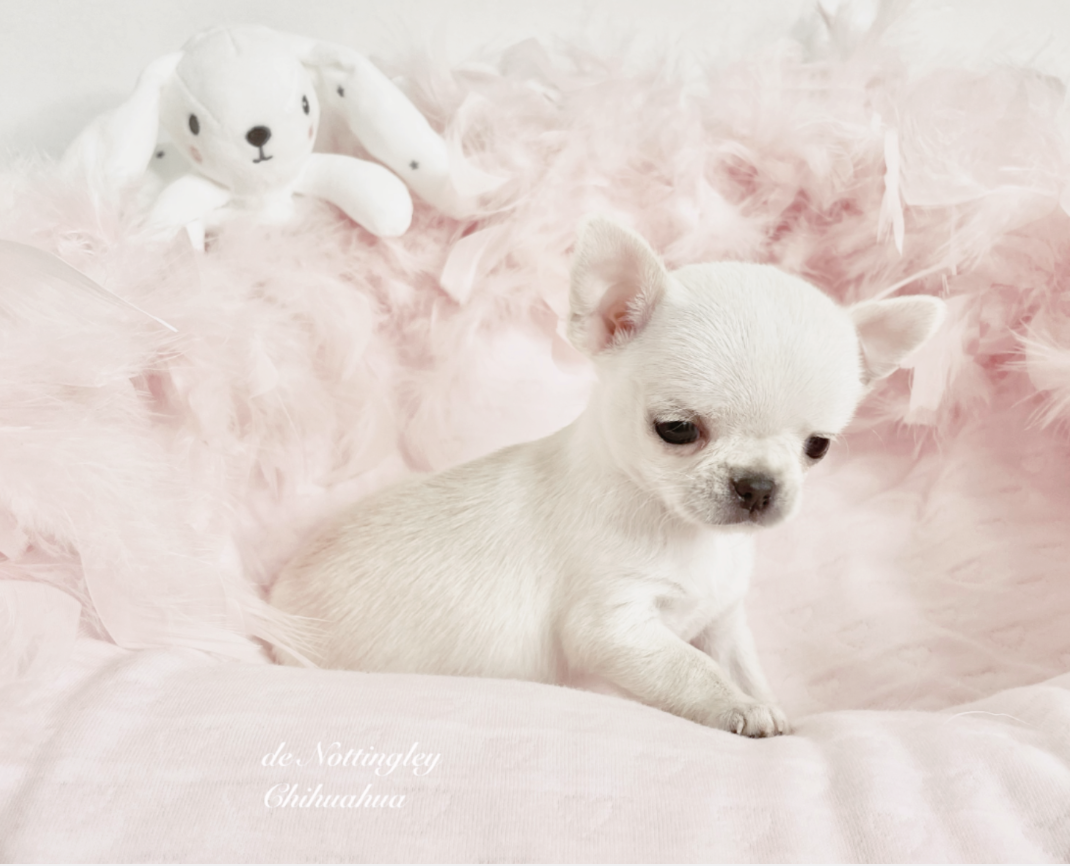 Chiot chihuahua miniature, élevage de chihuahua mini : de Nottingley