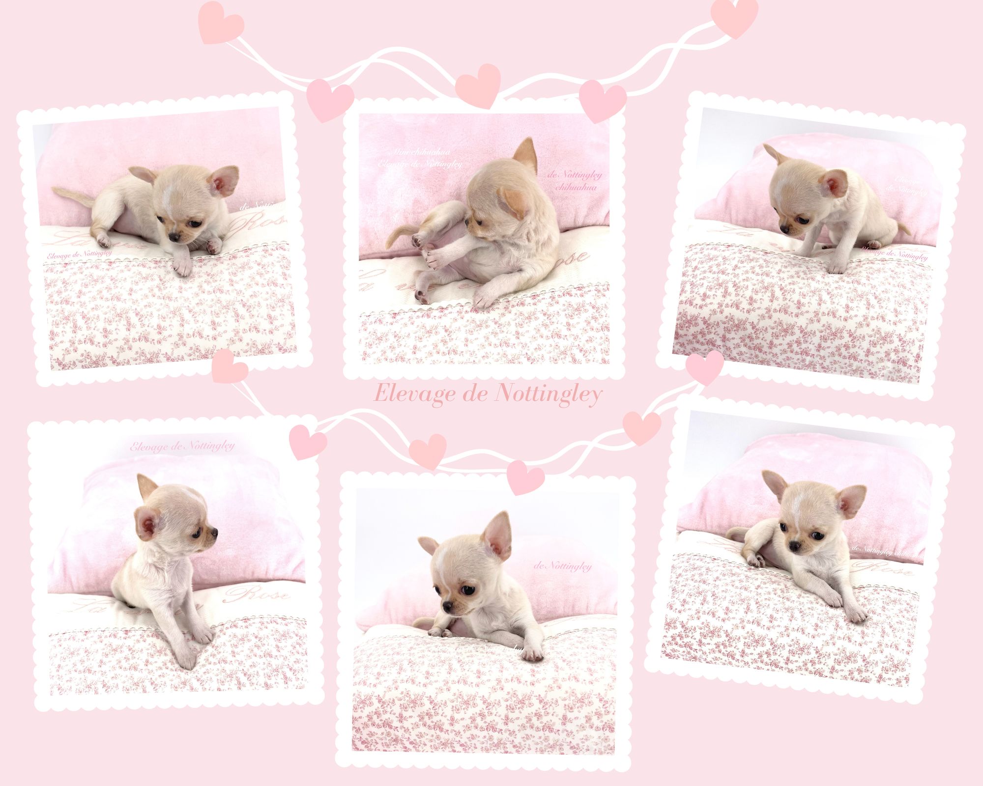 Adopter un chihuahua ? Adoption dans notre élevage de Chihuahua