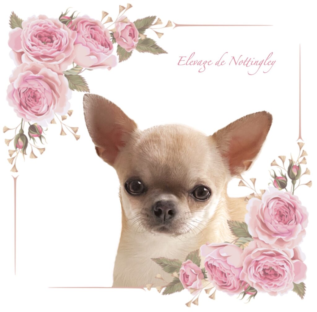 cheptel de chihuahua de l'élevage de Nottingley