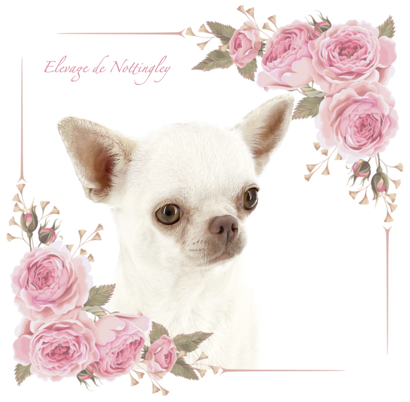 magnifique chihuahua de notre élevage