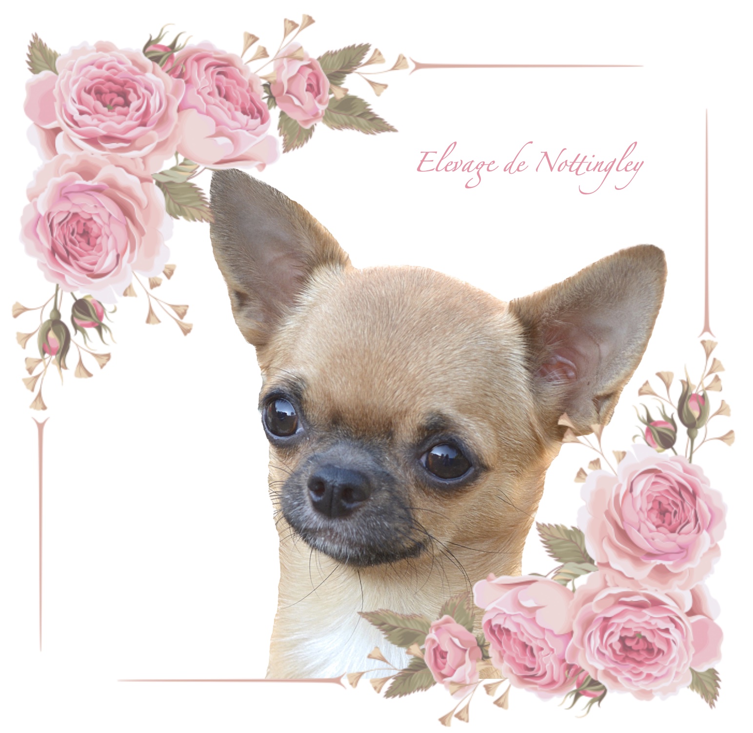 adulte chihuahua fauve de l'élevage de Nottingley