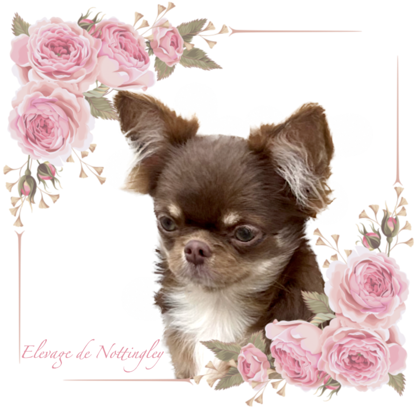 tout petit chihuahua adorable
