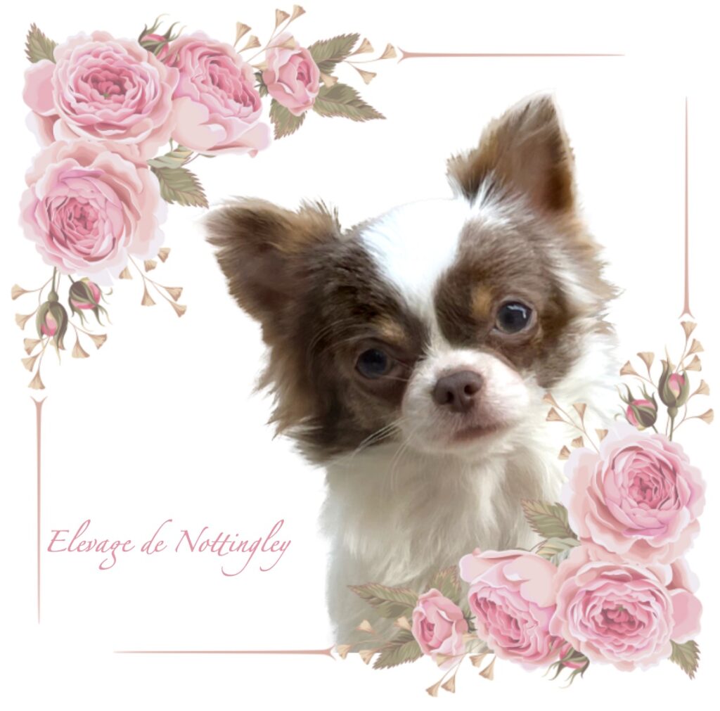elevage de chihuahua poil long