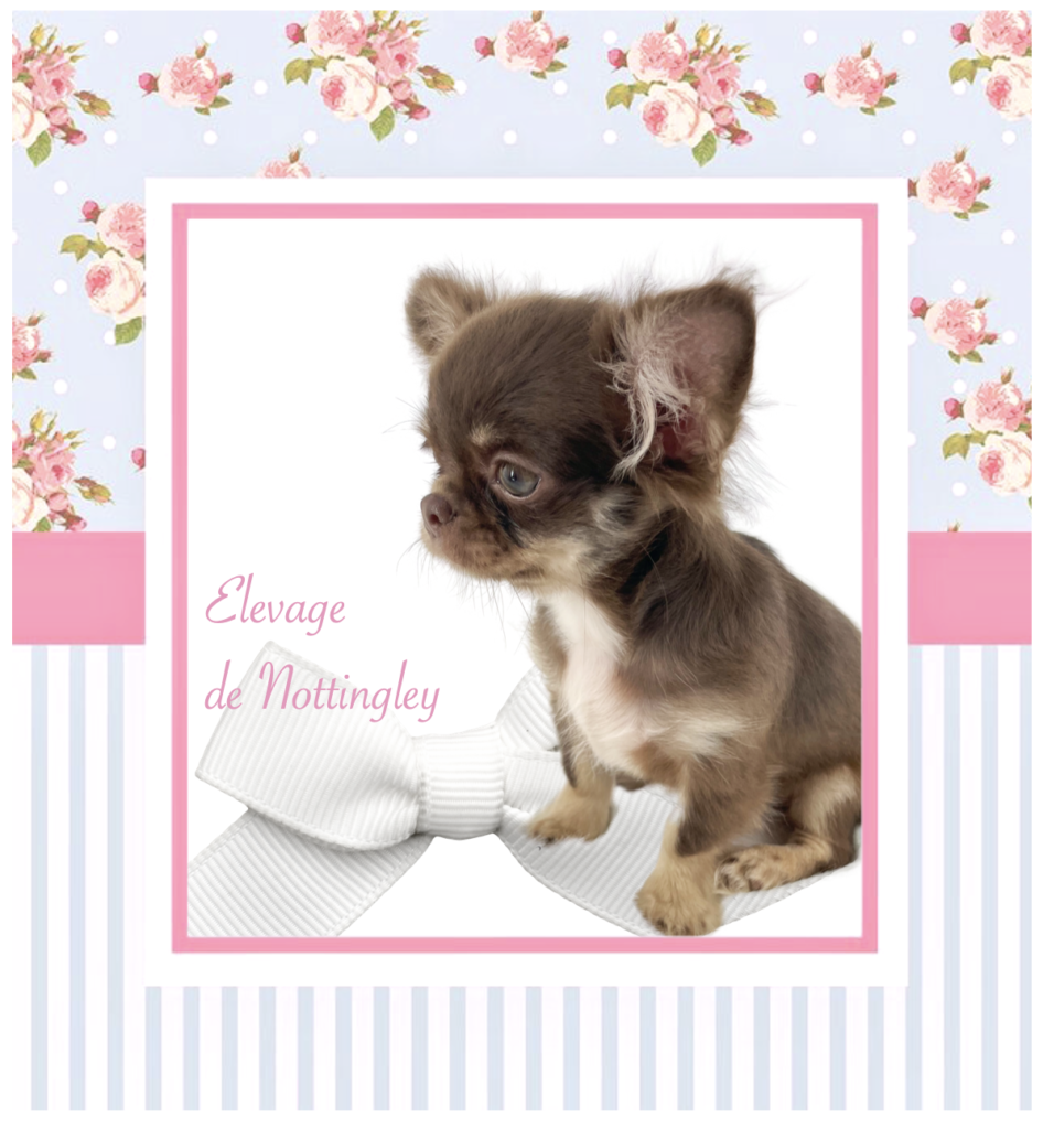 chiot chihuahua au poil long lof