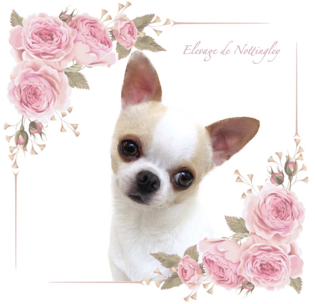 élevage spécialiste du chihuahua petit poids