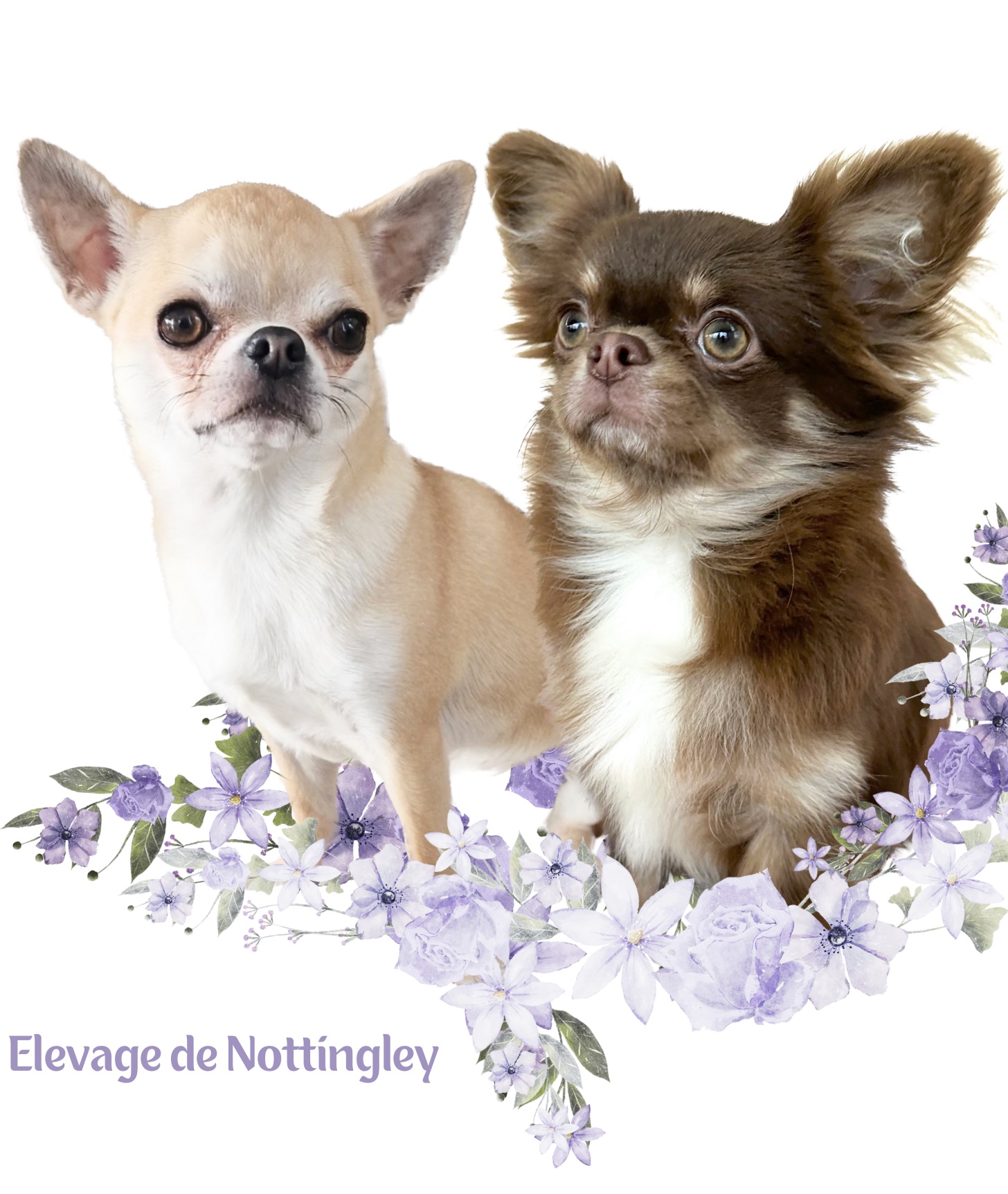 Adopter un chihuahua ? Adoption dans notre élevage de Chihuahua