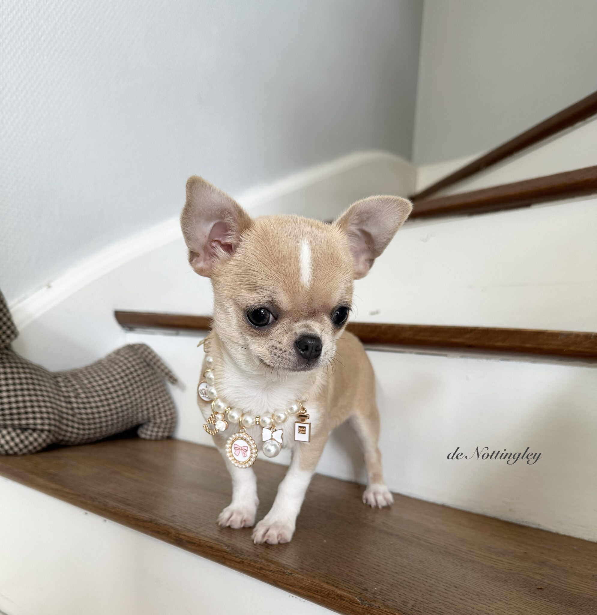 Adopter un chihuahua ? Adoption dans notre élevage de Chihuahua