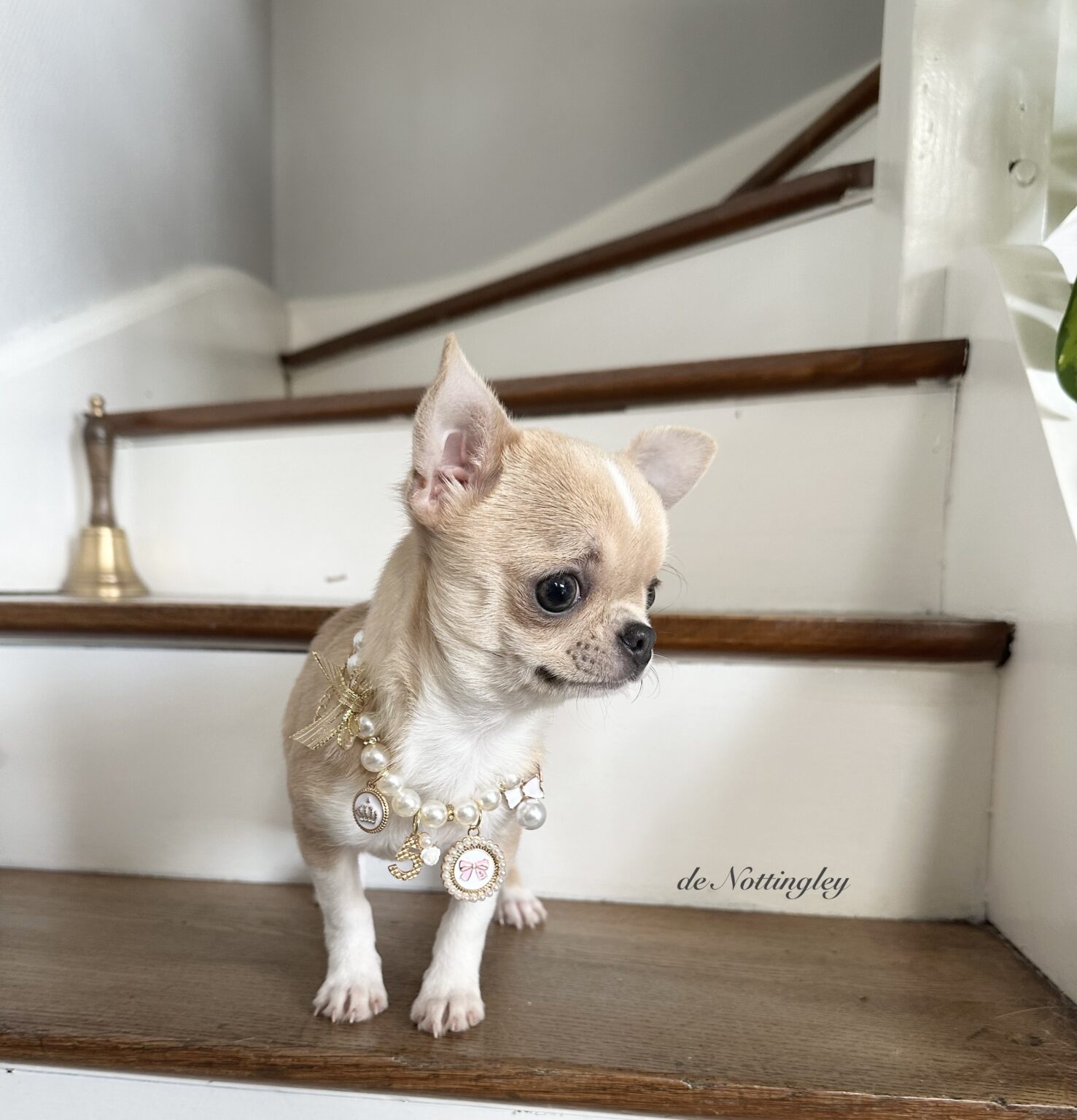 Adopter un chihuahua ? Adoption dans notre élevage de Chihuahua