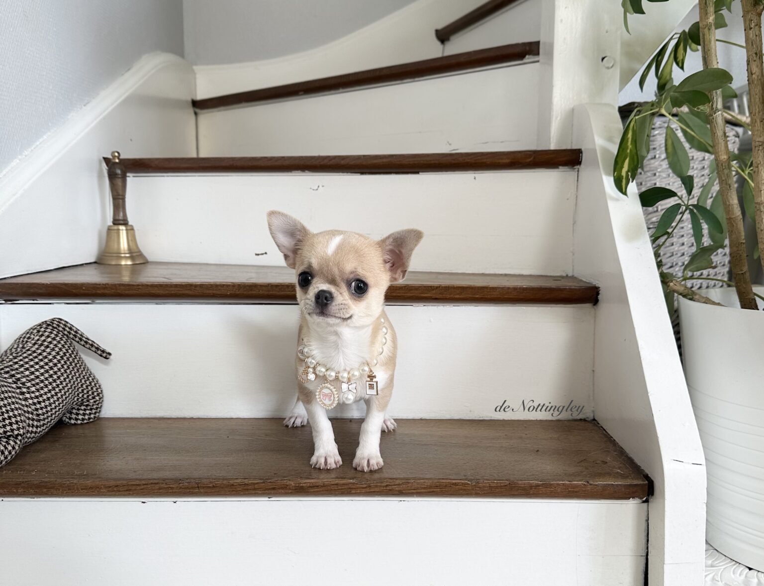 Adopter un chihuahua ? Adoption dans notre élevage de Chihuahua