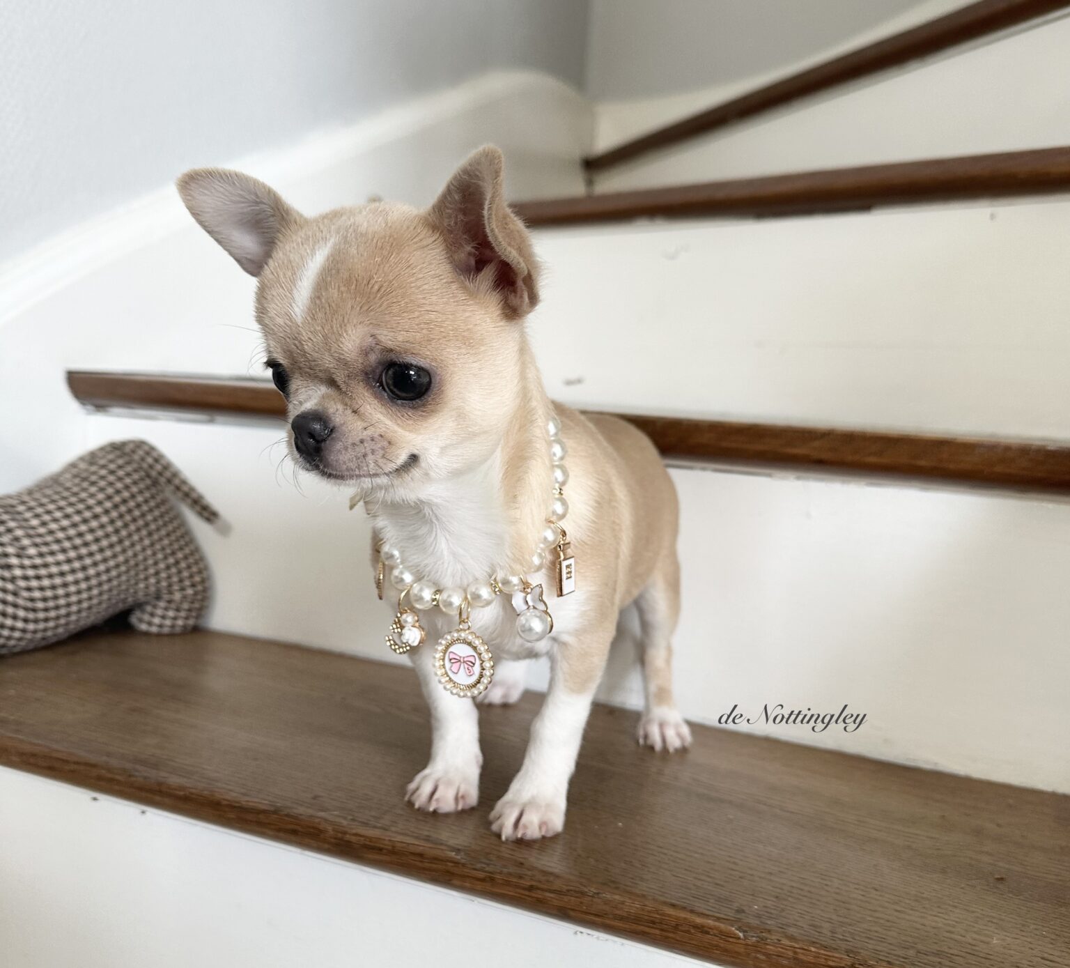 Adopter un chihuahua ? Adoption dans notre élevage de Chihuahua