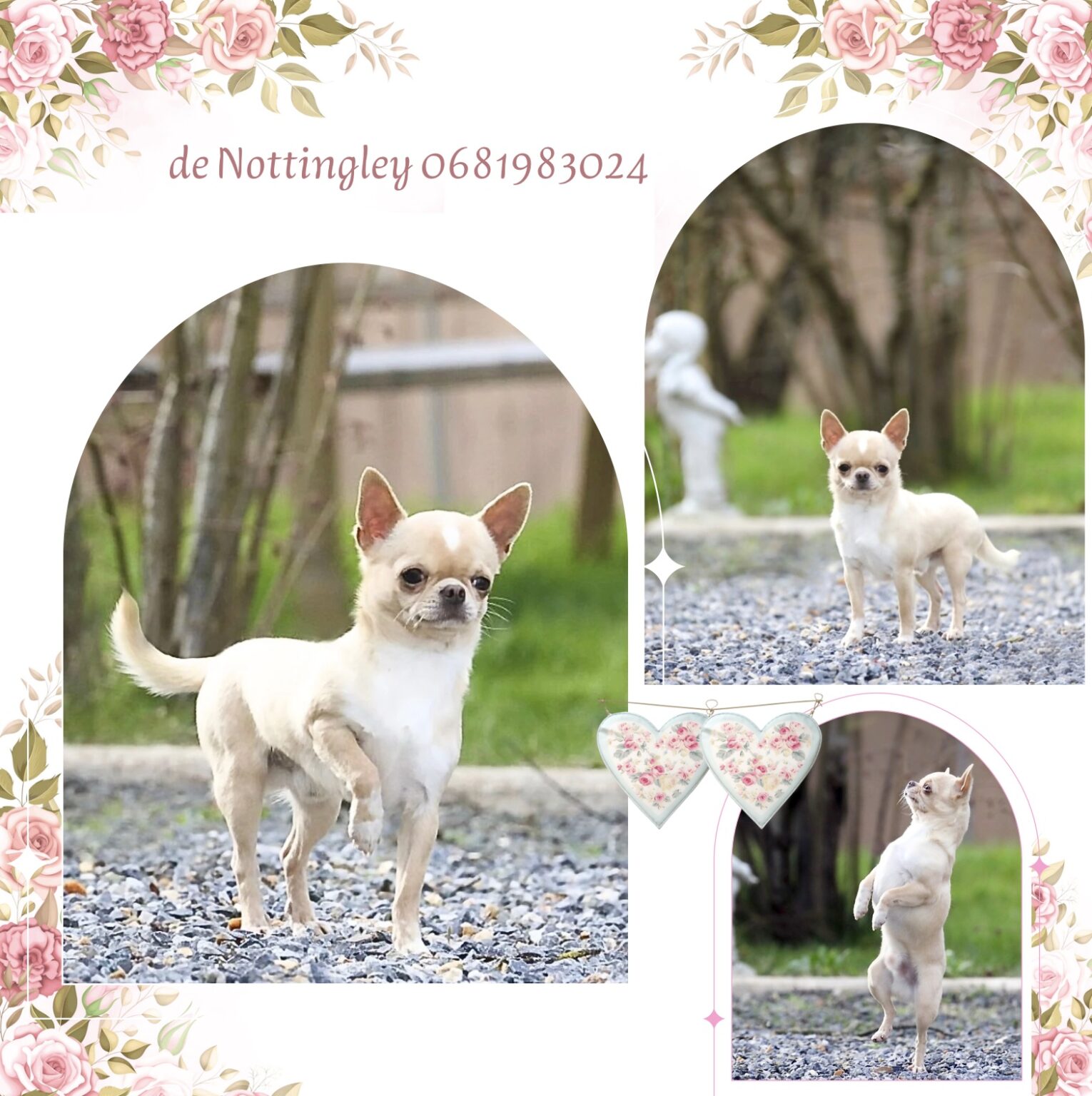 Adopter un chihuahua ? Adoption dans notre élevage de Chihuahua