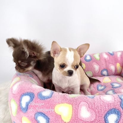 petit chihuahua à poil long et chihuahua à poil long