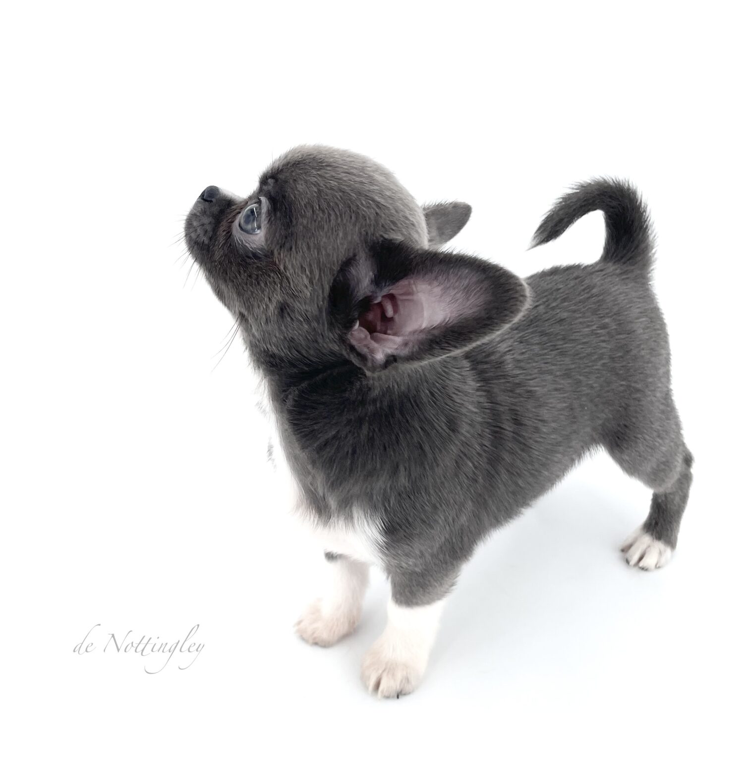 Adopter un chihuahua ? Adoption dans notre élevage de Chihuahua